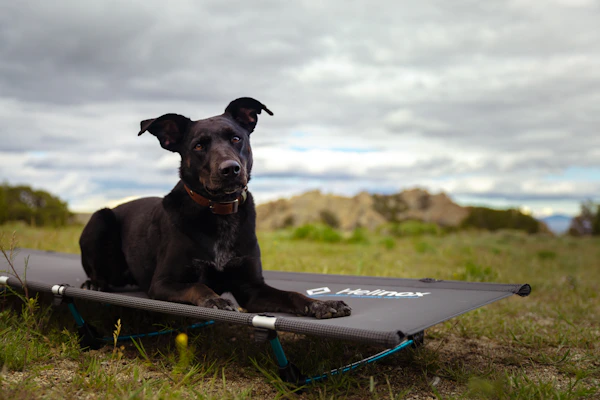 A cozy, portable pet bed set up on a grassy campsite surrounded by nature.