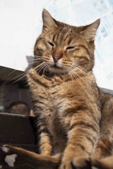 Charlie the cat lounging in the sun, eyes half-closed and looking content.