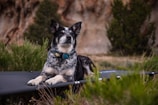 A black and white dog with a teal blue collar is lying on a black elevated platform outdoors. Surrounding the dog are green bushes, and in the background, there are trees and a rocky terrain.