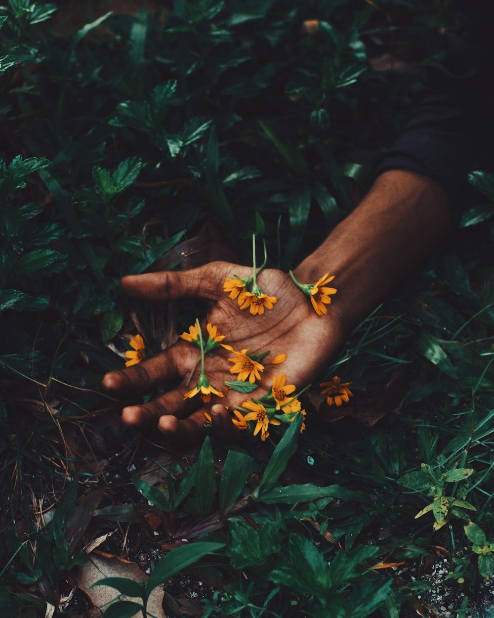 yellow petaled flowers