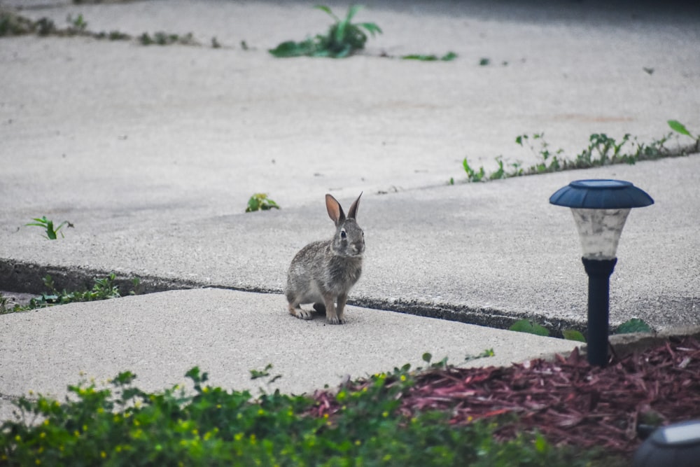 gray rabbit beside lamp post during daytime