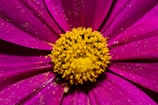 A vibrant close-up of a flower with rich CMYK-inspired colors.