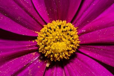 A vibrant close-up of a flower with rich CMYK-inspired colors.
