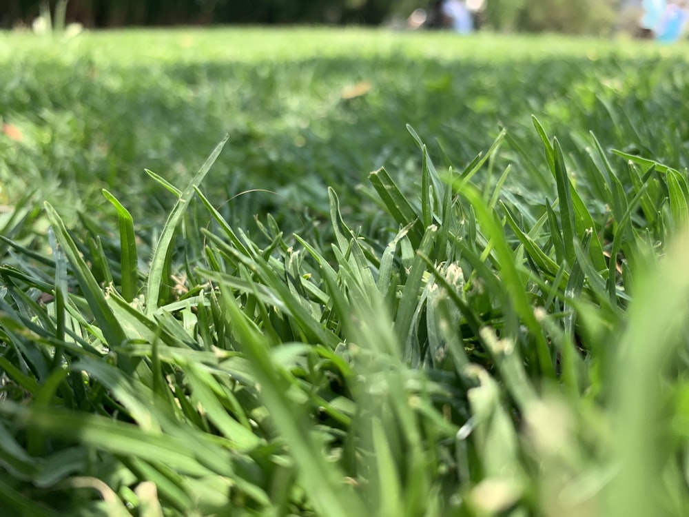 Grün belaubtes Gras in Nahaufnahme