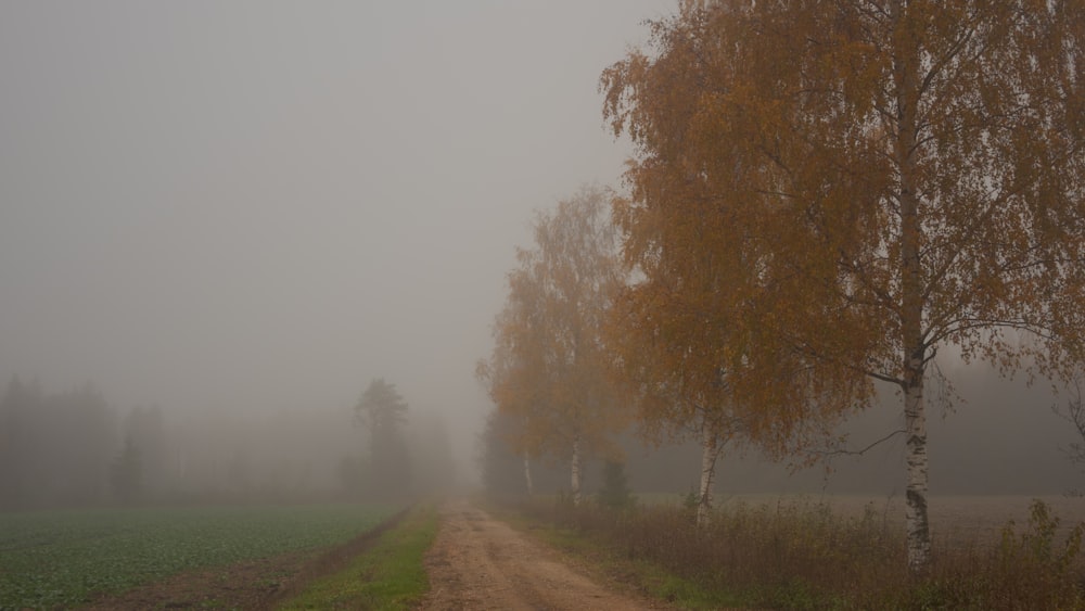 trees surrounded with fogs