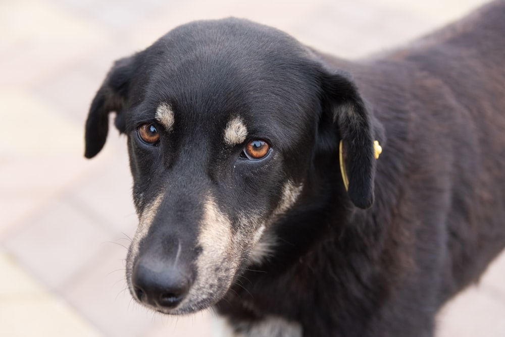 closeup photo of black dog