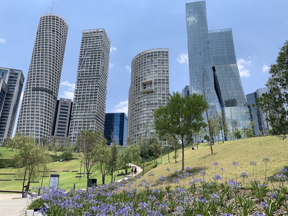 flowers near high-rise buildings