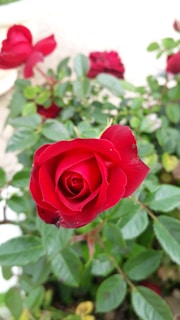 A vibrant red rose in full bloom is surrounded by lush green leaves. The petals are velvety and perfectly layered, forming a classic spiral shape. Several other roses and foliage can be seen in the background, adding depth to the scene.