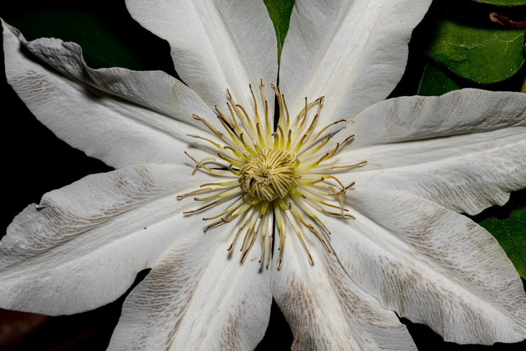 white petaled flower