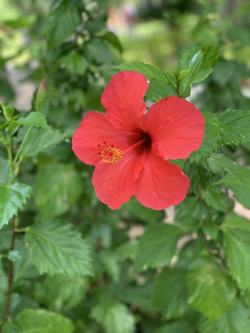 hibiscus rouge