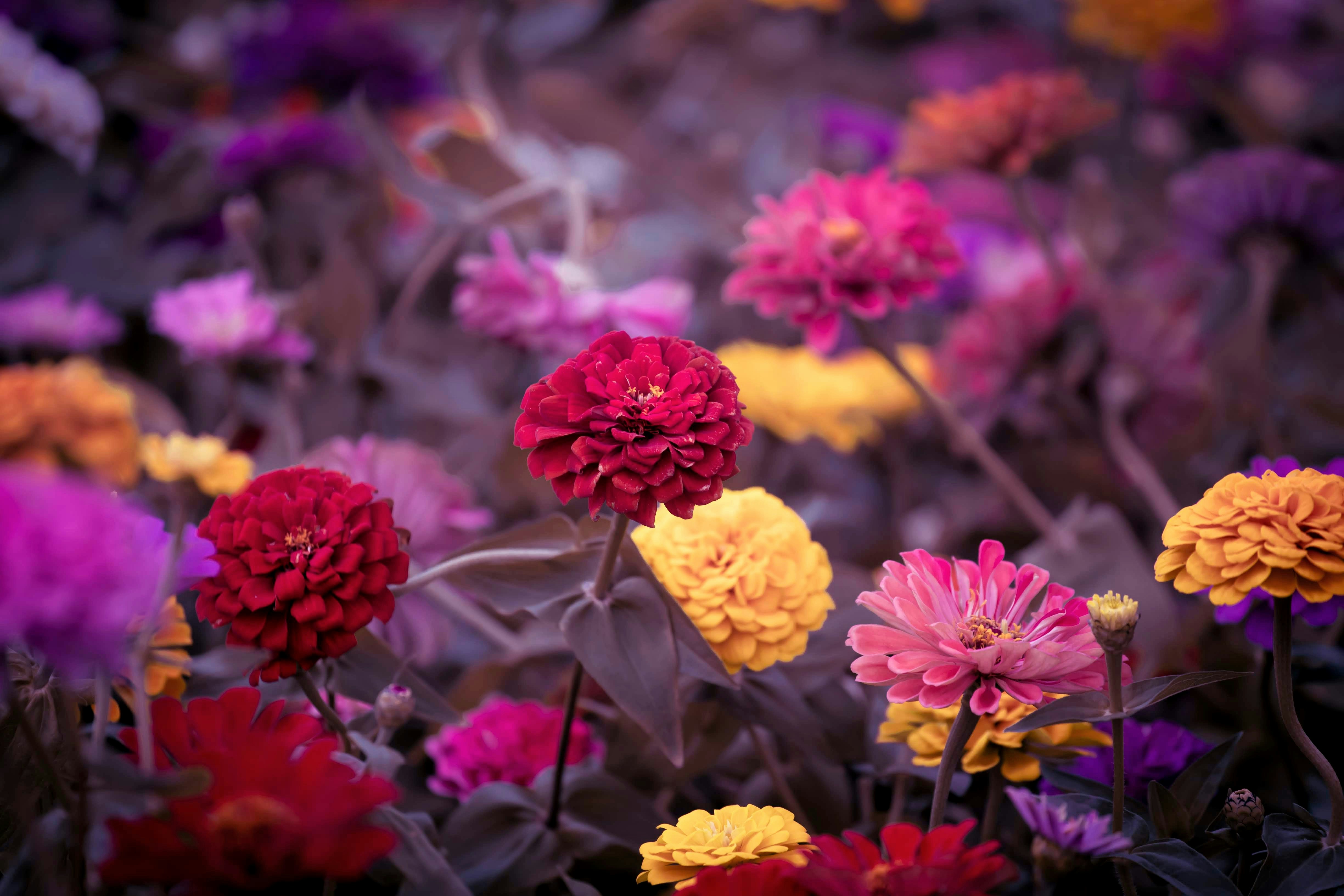 Photo by tratran