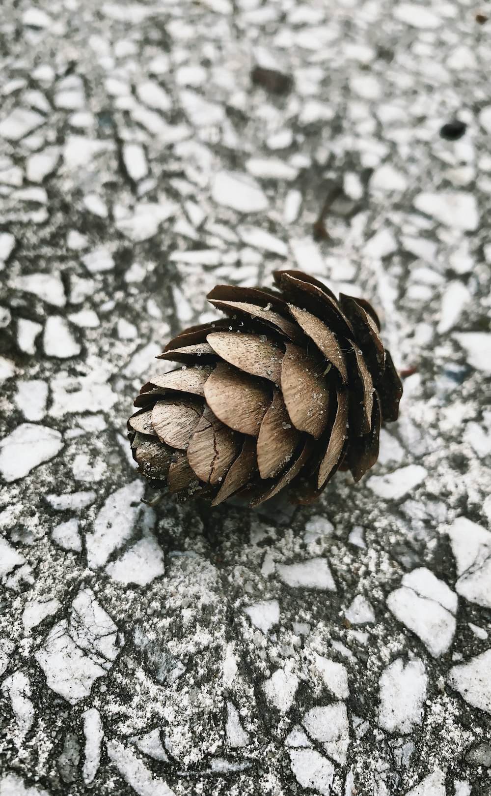 pine cone