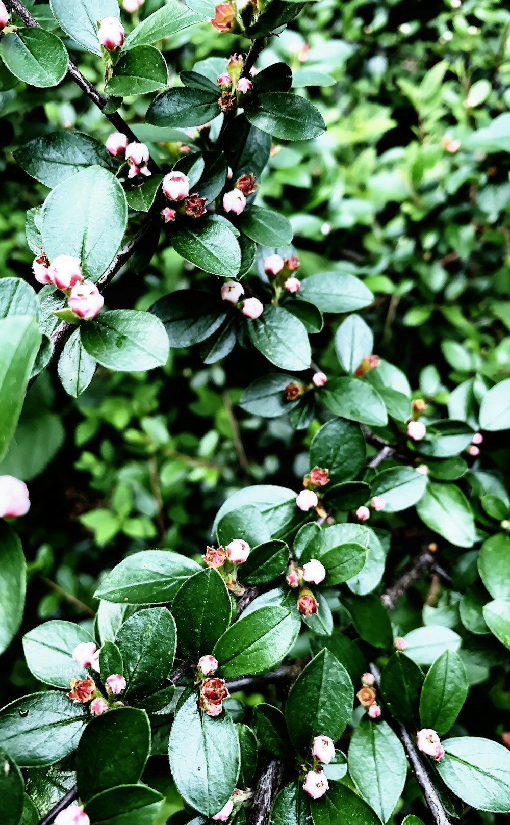 closeup photo of green leafed plant