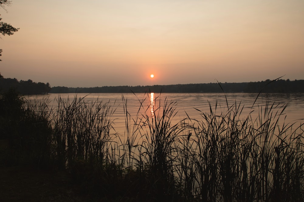 Lago na floresta