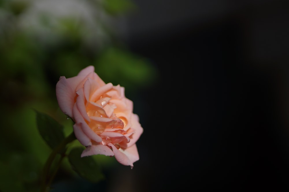 selective focus photography pink rose flower