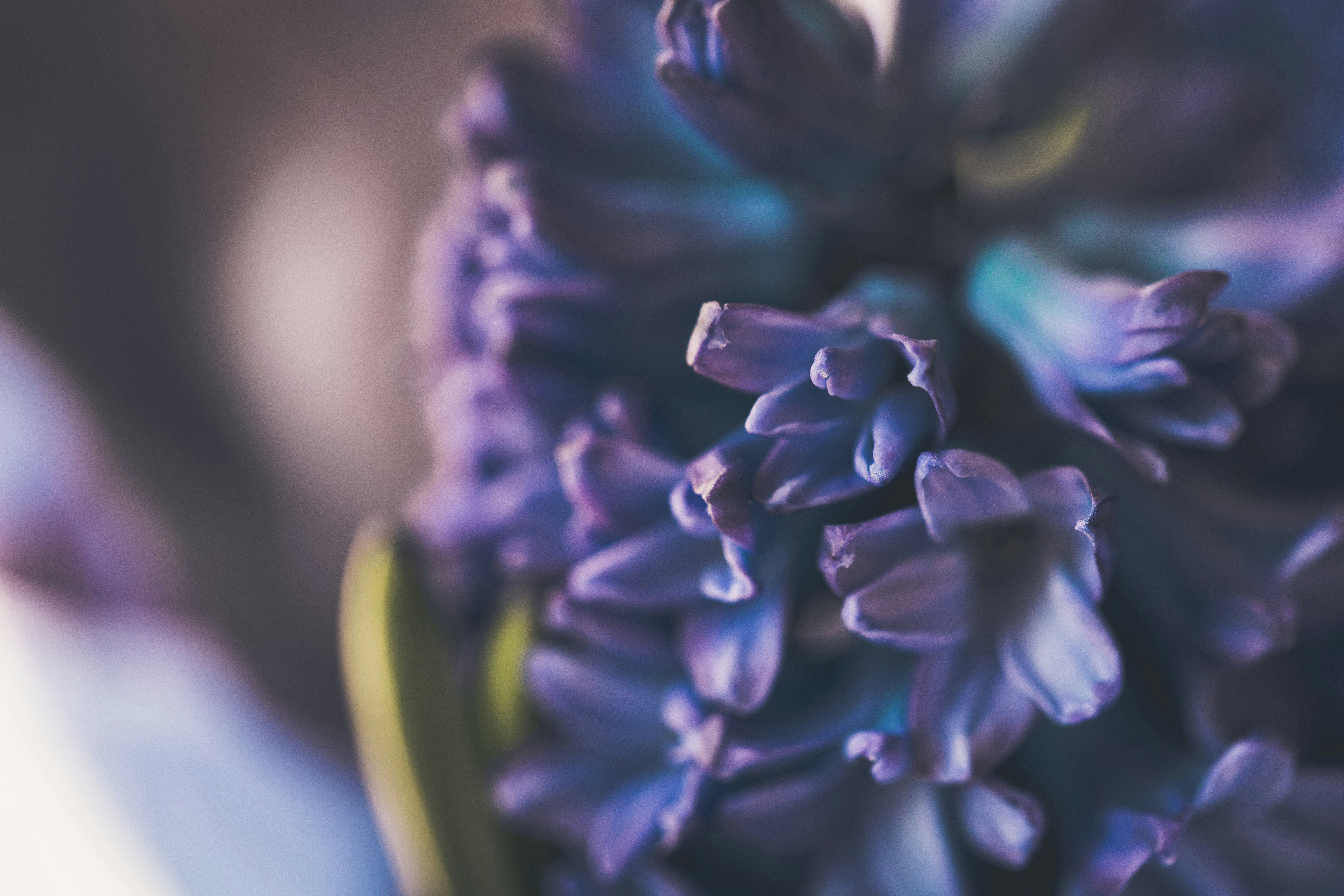 Photo by rareyesphoto