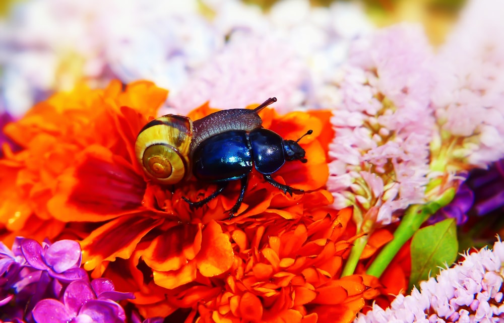 blue beetle on flower