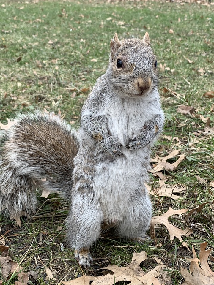 The squirrel that saved the forest