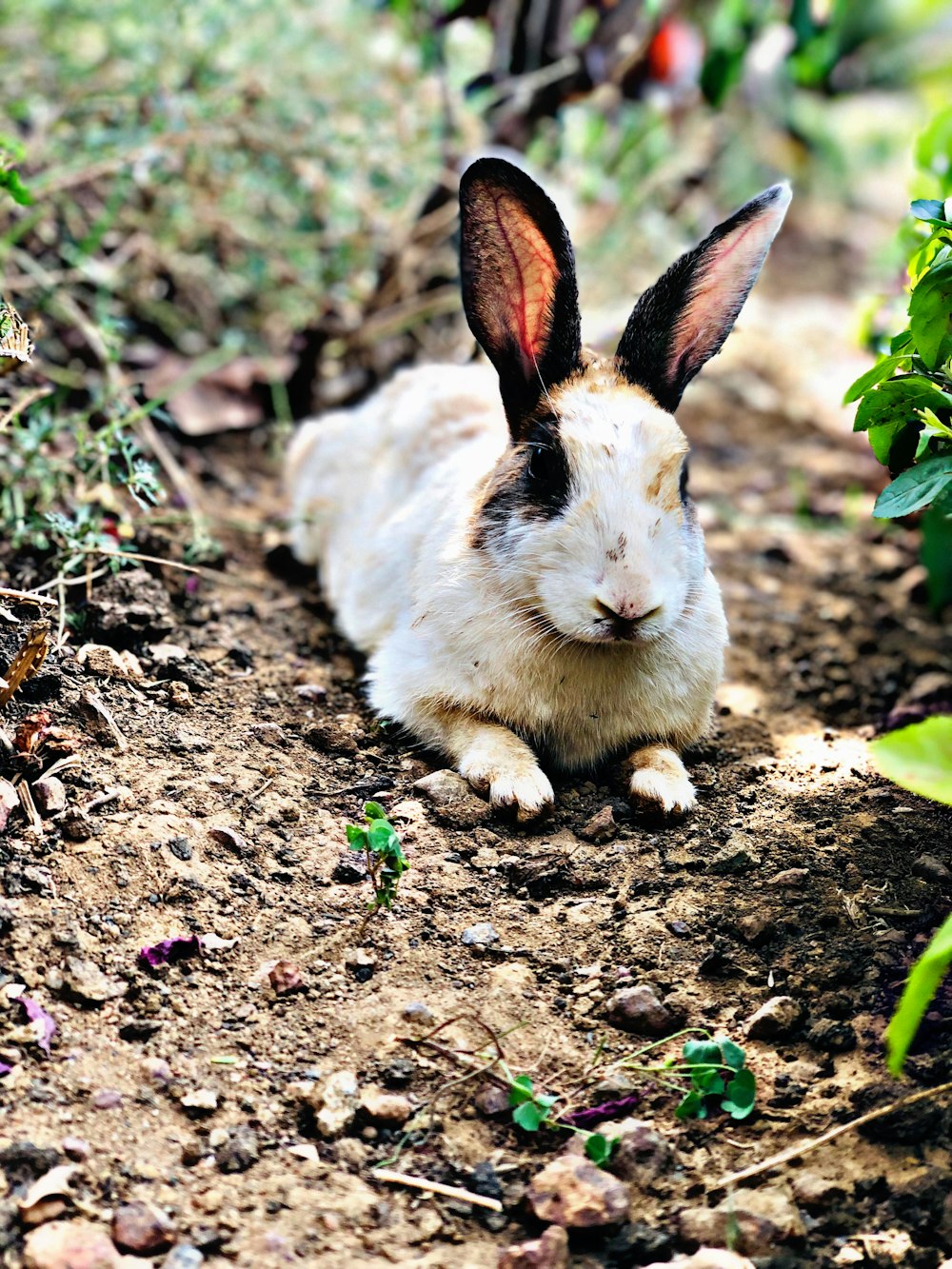 white and brown bunny
