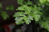 A close-up of vibrant green parsley leaves with distinct serrated edges, set against a blurred background that highlights the texture and freshness of the foliage.