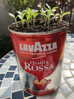 A repurposed Lavazza coffee tin serves as a planter for several young green seedlings growing in rich, dark soil. The setting appears to be outdoors on a mosaic-tiled table with indirect sunlight illuminating the scene.