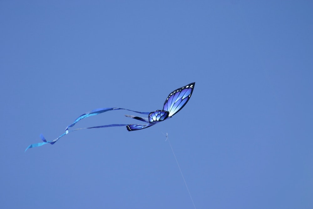 blue butterfly in flight