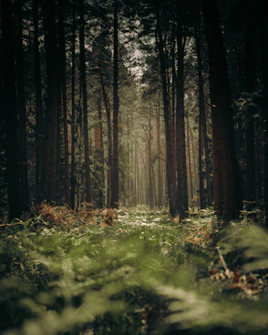 forest