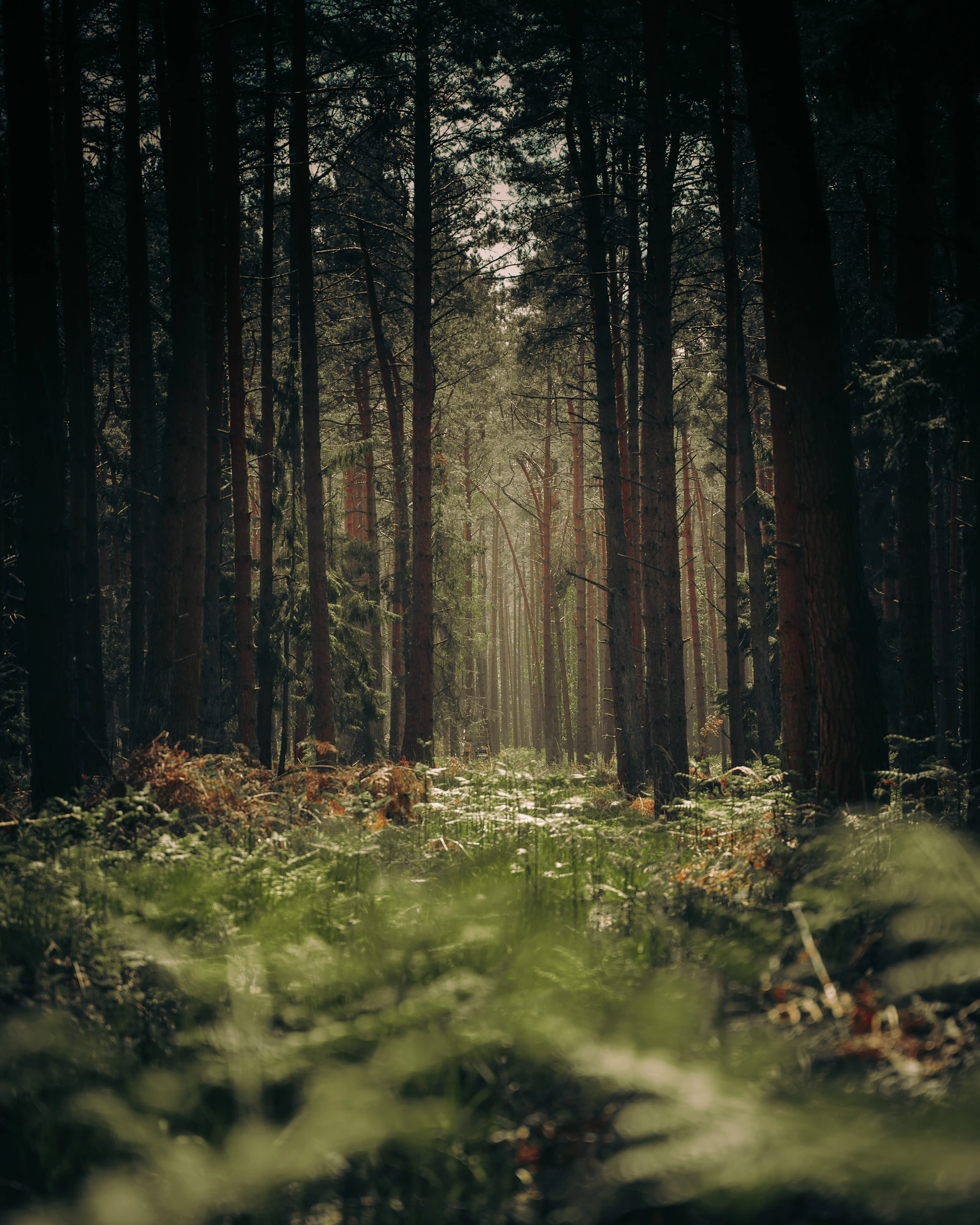 forest