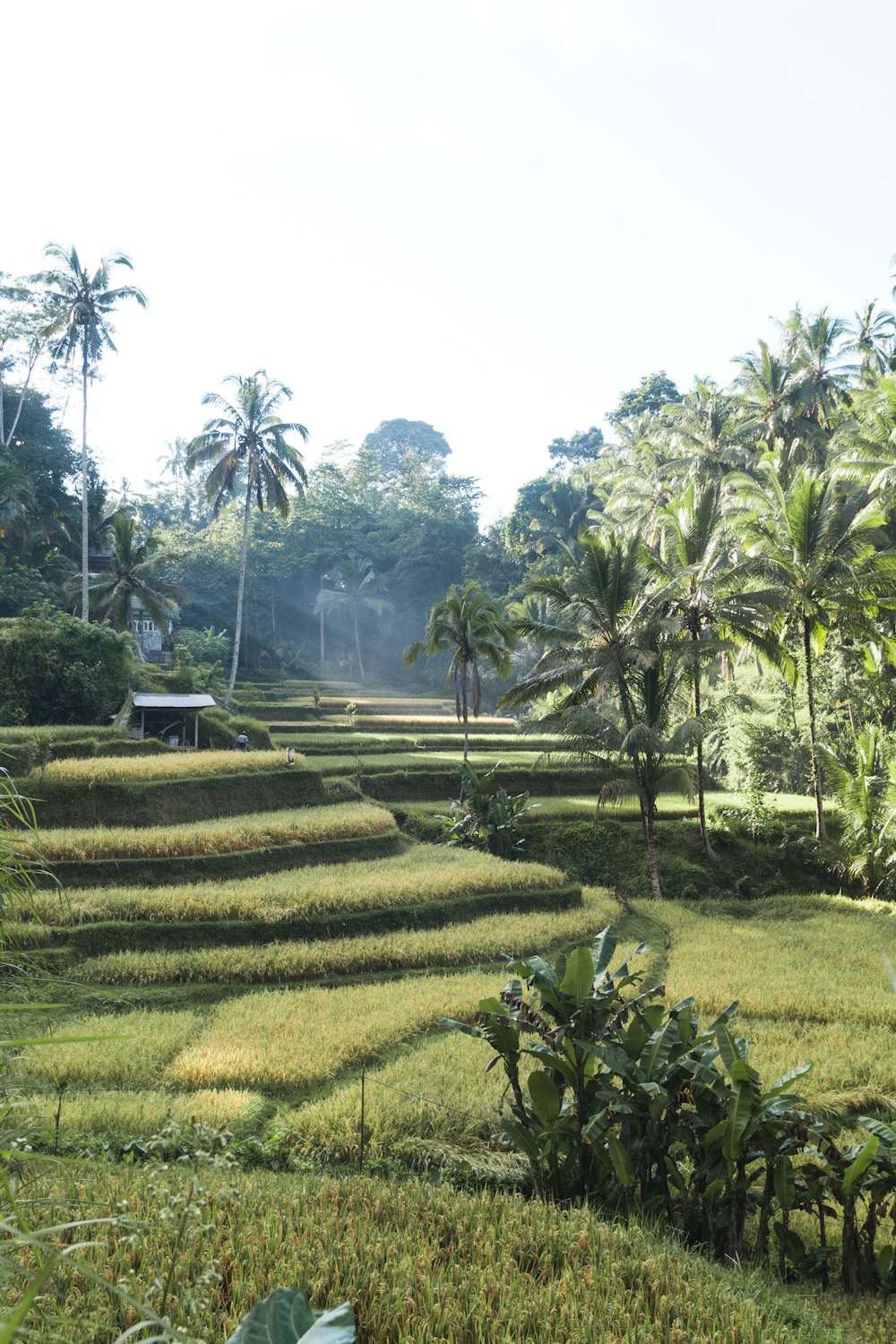 green grass field near coconut trees