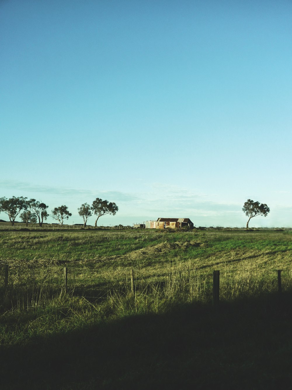 green grass