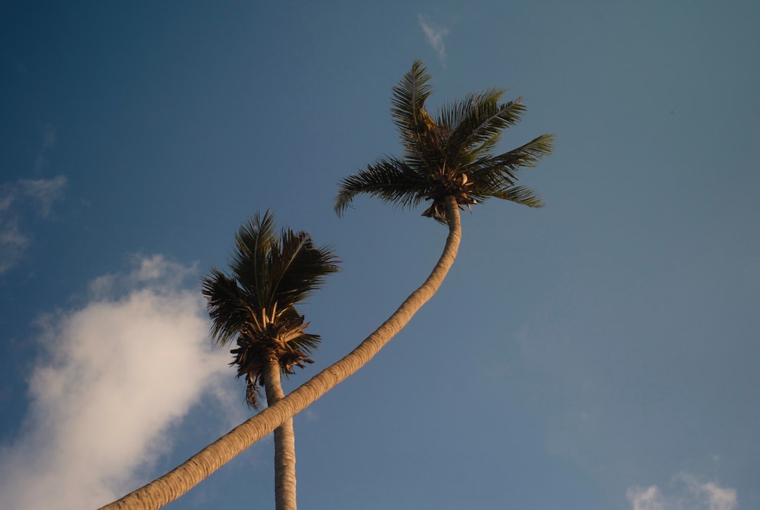 worm's eye view photography of coconut trees