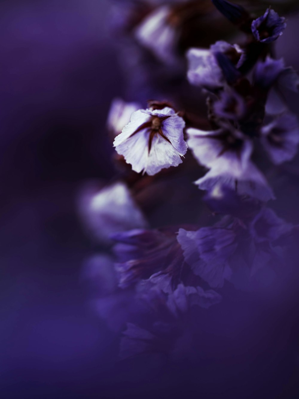 flor branca e roxa na lente macro