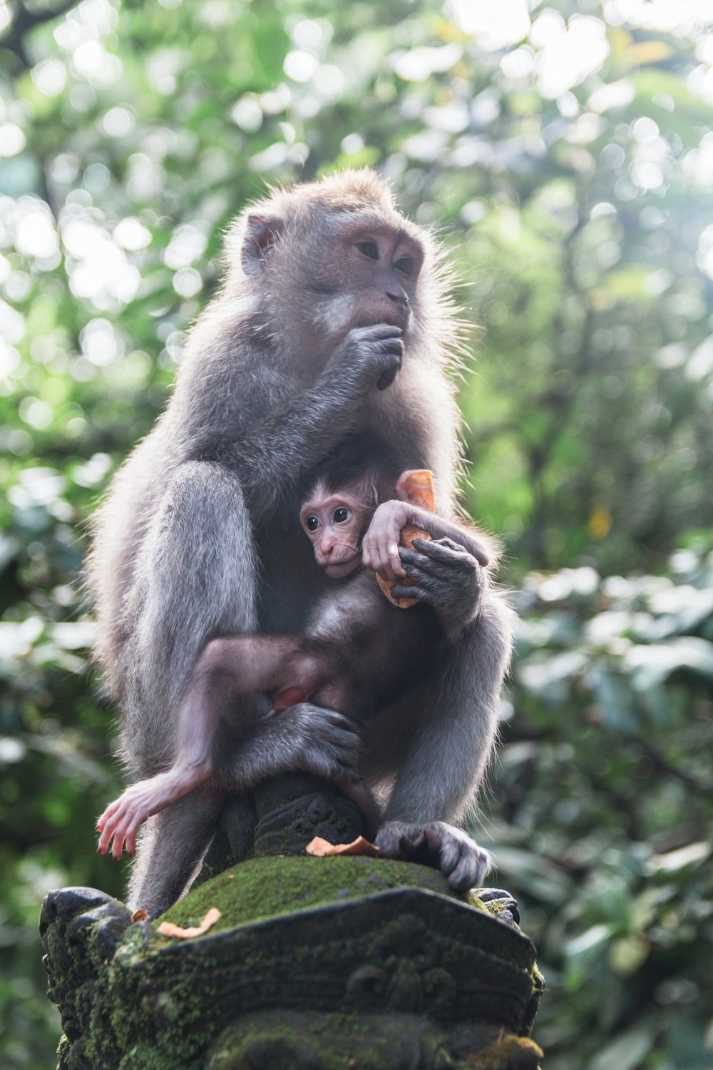 adult and baby monkeys sitting on statue