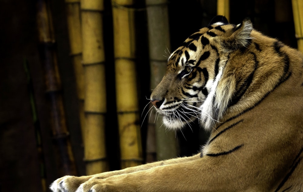 brown tiger beside bamboo trees