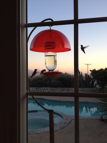 Rosetta and Maverick happily watching hummingbirds at their backyard feeder.