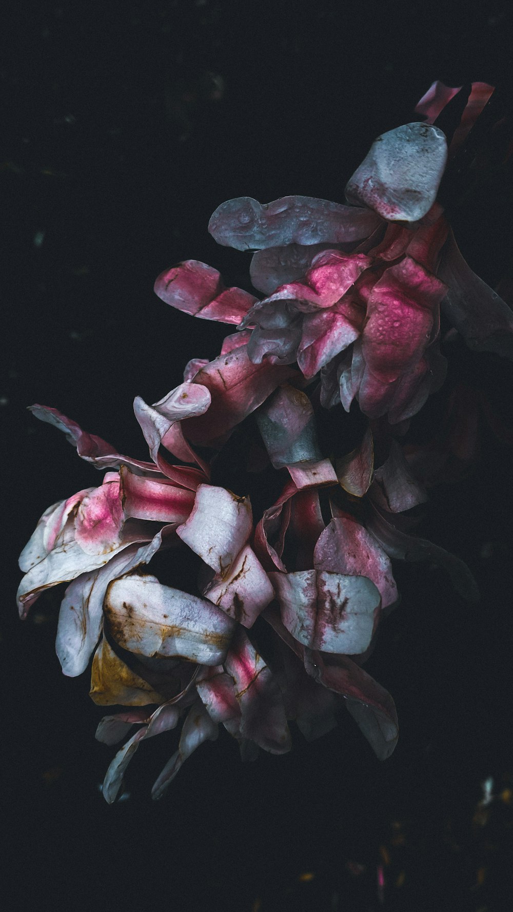 red and white petaled flower