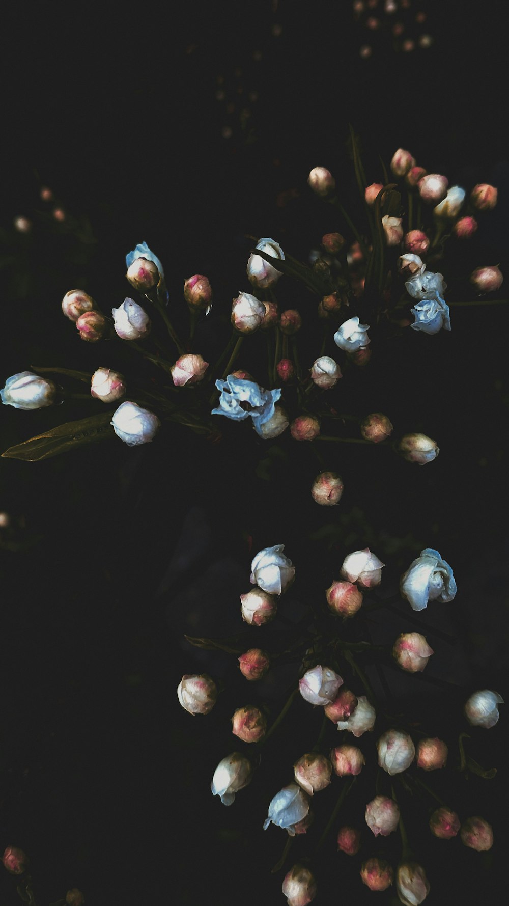 fleur à pétales bleus, blancs et roses