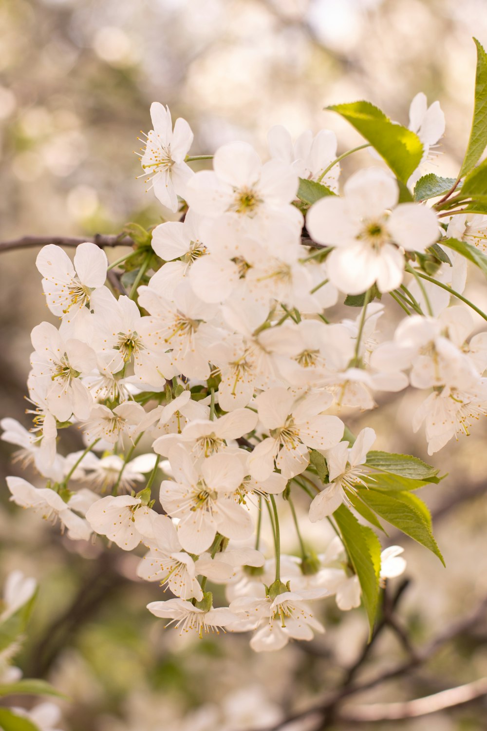 white petaled flower