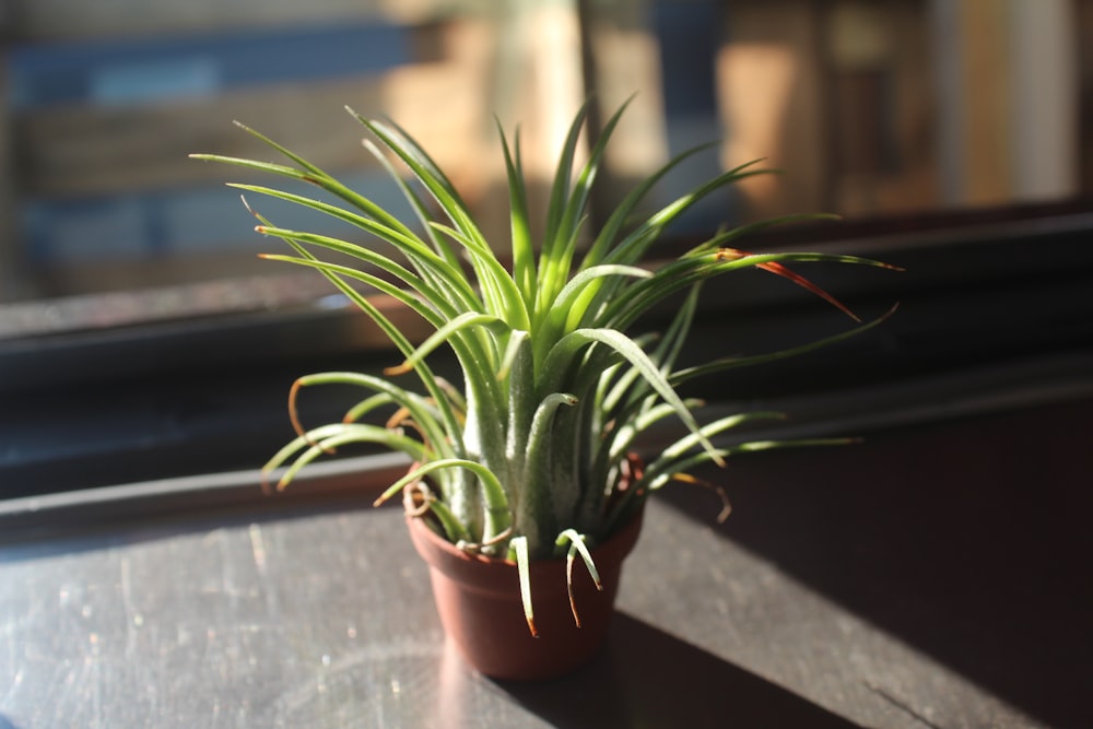 green leafed plant on brown pot