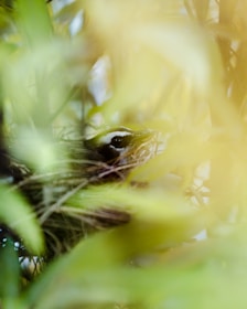 A bird nestled within a natural setting, surrounded by foliage and twigs, with soft sunlight filtering through the leaves, creating a tranquil and serene atmosphere.