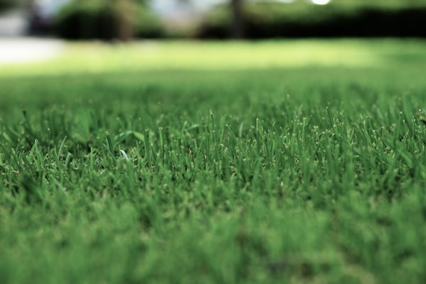 Lush healthy green grass close up
