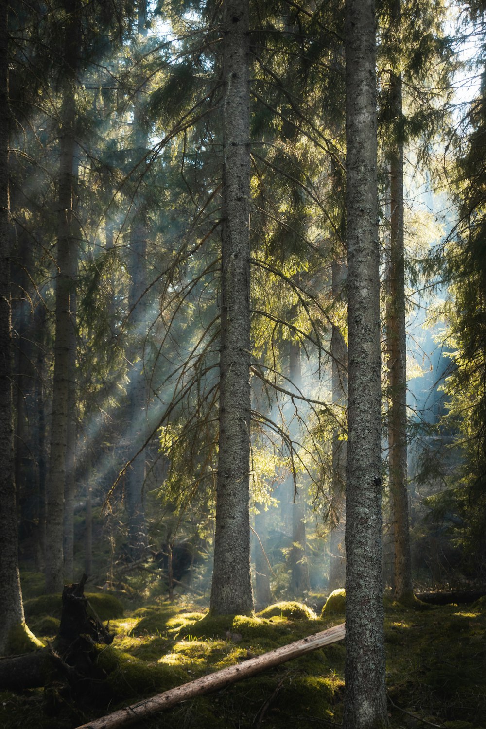 green-leafed tree