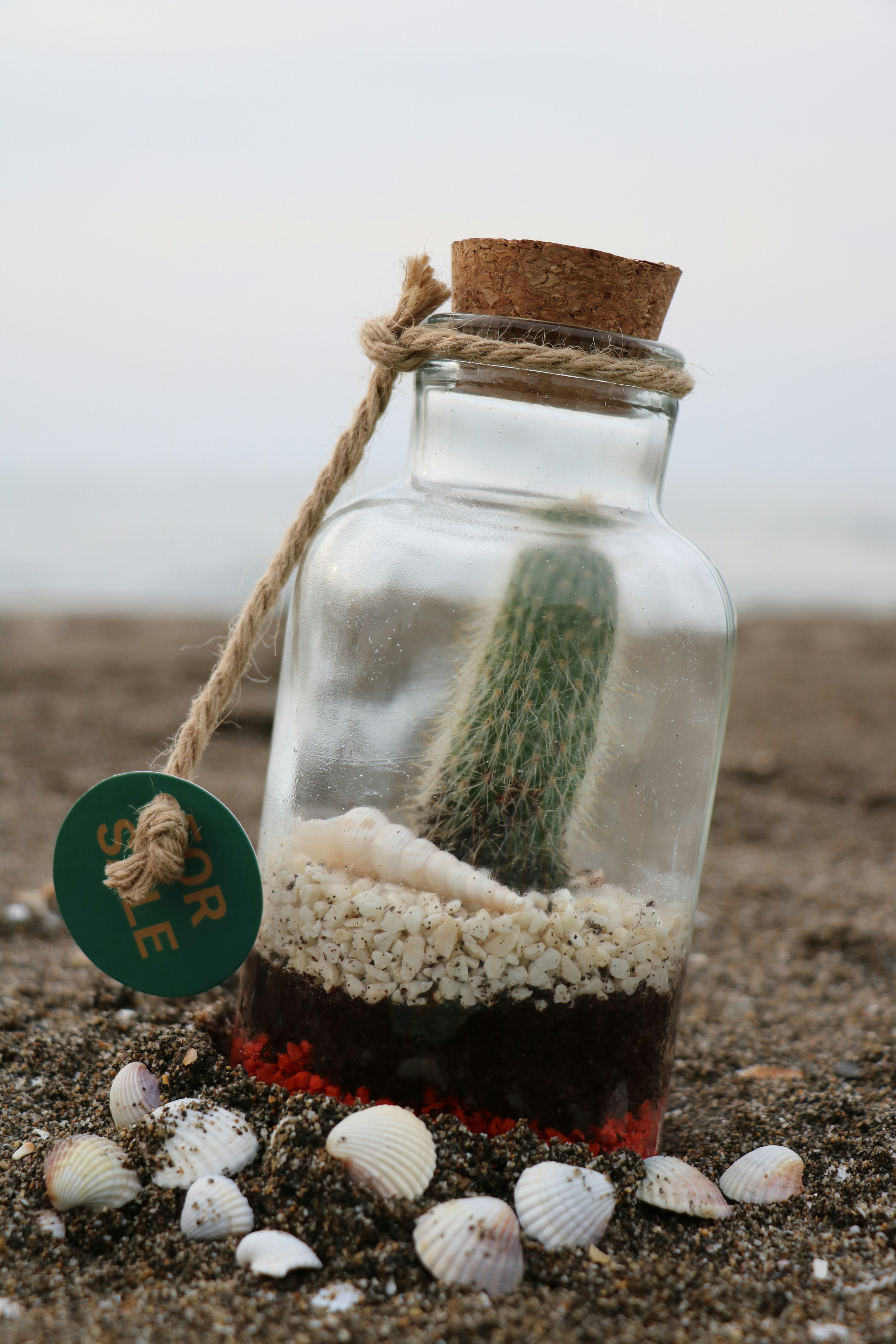 Miniature barrel cactus terrarium display
