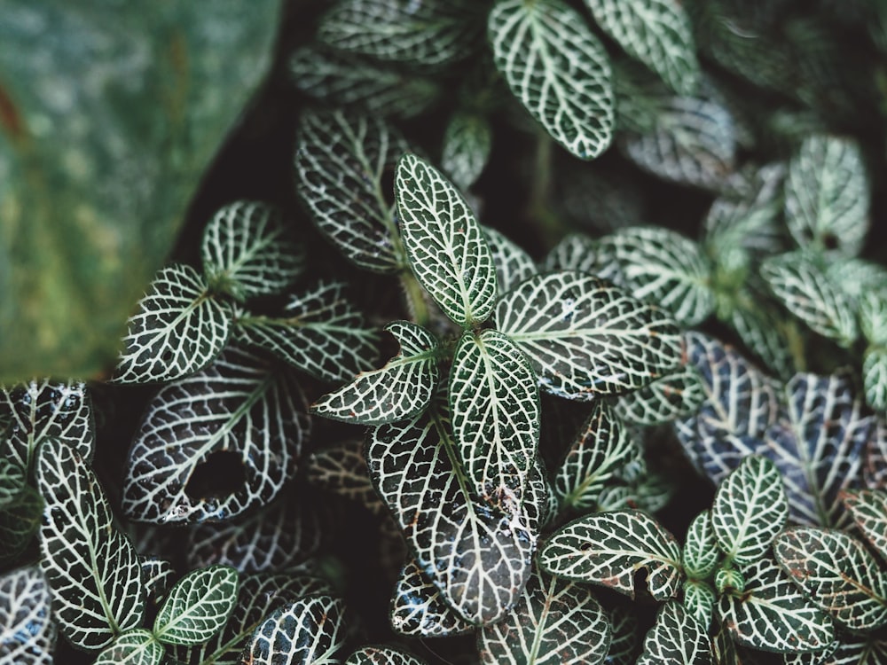 white-and-green-leafed plant
