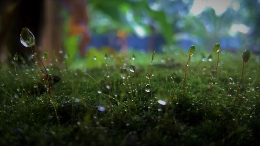 selective focus photography of grass with water dew