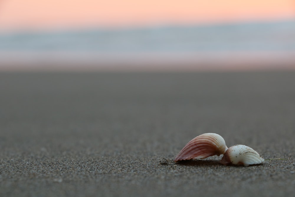 white seashell