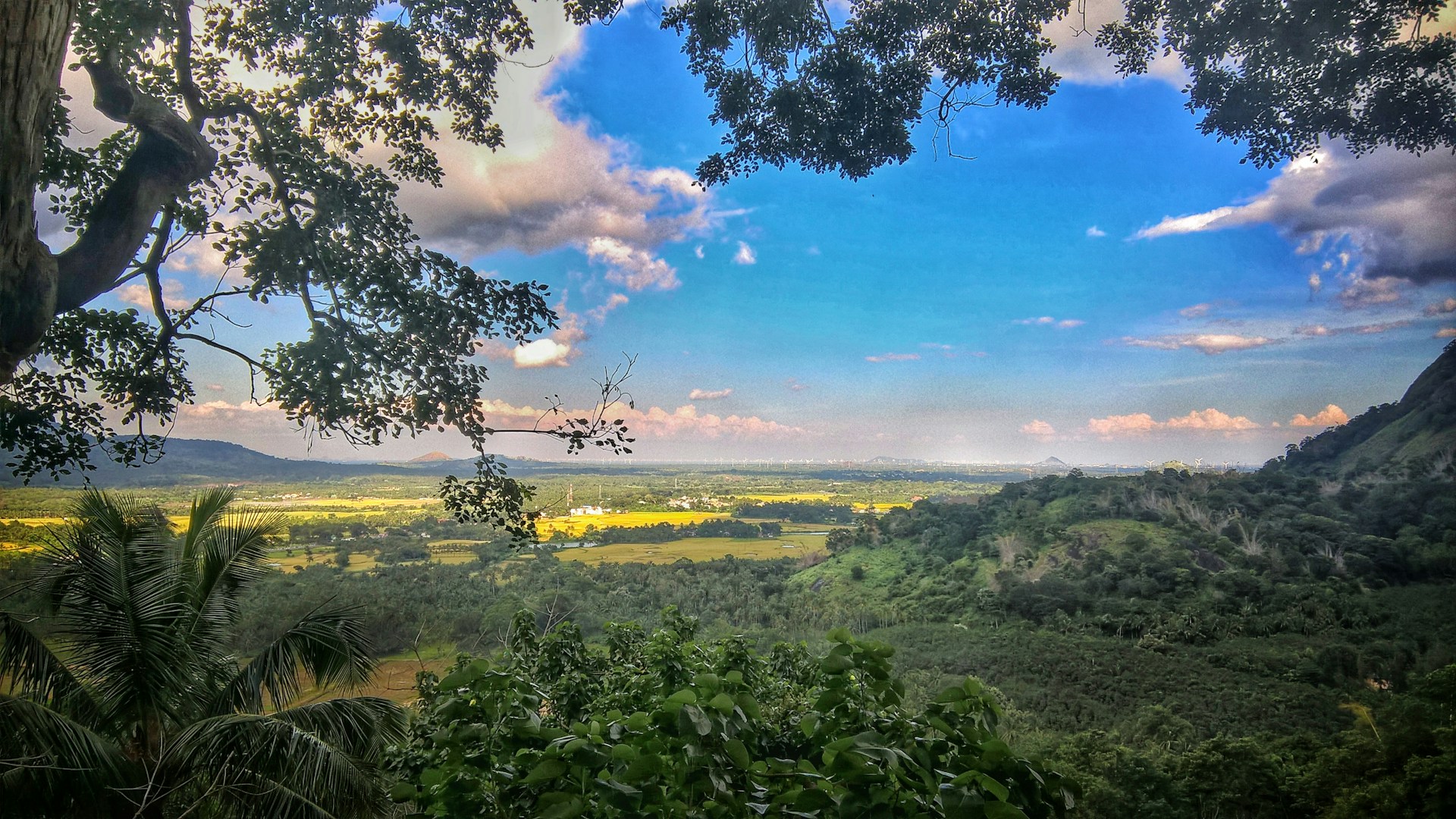 mountain surrounded with trees