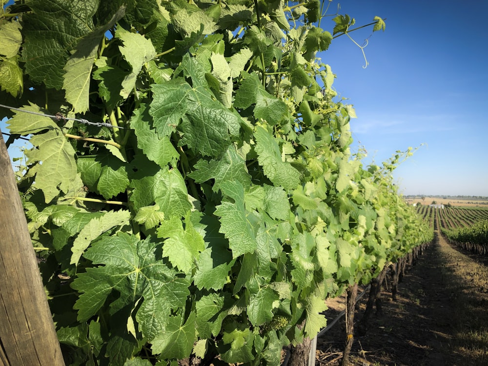 green grapes vines