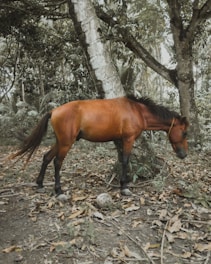 brown and black horse standing beside tree