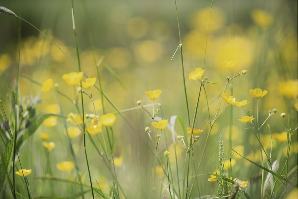 Campo de flores amarelo